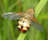 Tachinid fly